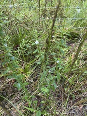 Mecardonia acuminata