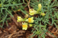 Polymerus