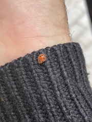 Subcoccinella vigintiquatuorpunctata
