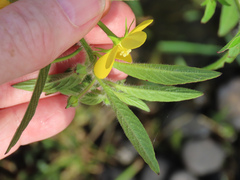 Ludwigia leptocarpa