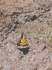 Papilio multicaudata
