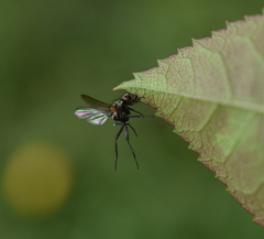 Entomophthora