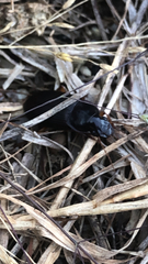 Pseudoophonus