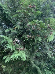 Thuja occidentalis