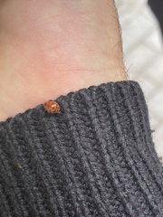 Subcoccinella vigintiquatuorpunctata