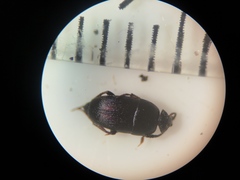 Ptomaphagus