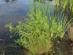 Ludwigia leptocarpa
