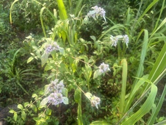 Pycnanthemum incanum