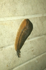 Arion