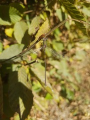 Chalcolestes parvidens