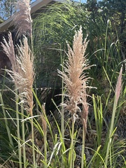Cortaderia