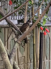 Turdus leucomelas
