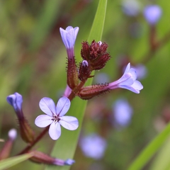 Plumbago caerulea