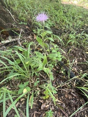 Cirsium altissimum