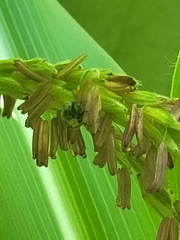 Anthophila