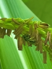 Anthophila