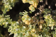 Atriplex spongiosa