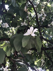 Bauhinia