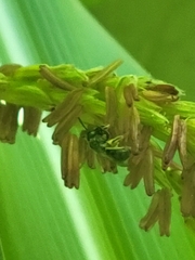 Anthophila