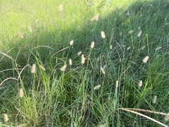 Setaria parviflora
