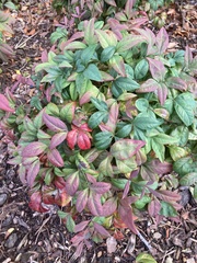 Nandina