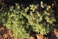 Atriplex spongiosa
