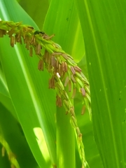 Anthophila