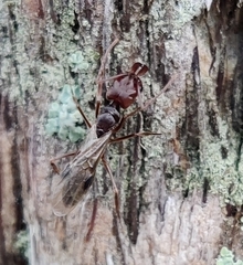 Odontomachus ruginodis