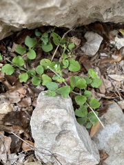 Carlowrightia torreyana