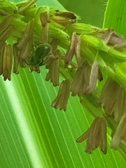 Anthophila