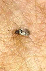 Hyalochilus ovatulus