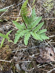 Sceptridium dissectum