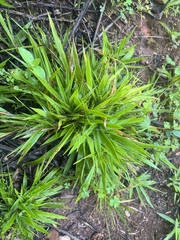 Dichanthelium laxiflorum