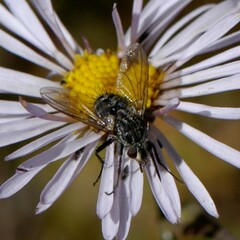 Tachinidae