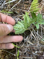 Sceptridium dissectum