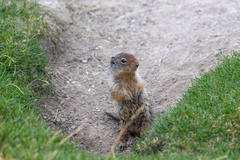 Urocitellus columbianus