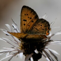 Tharsalea dorcas sangremar