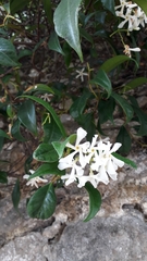 Trachelospermum