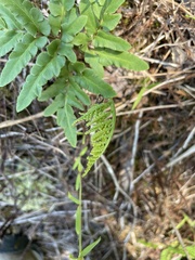 Sceptridium dissectum