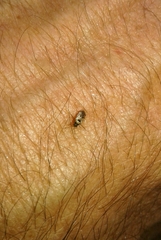 Hyalochilus ovatulus