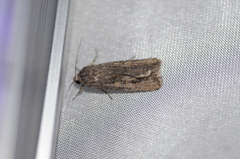 Spodoptera exigua
