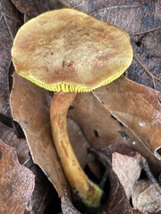 Phylloporus