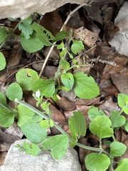 Carlowrightia torreyana