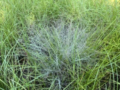 Eragrostis spectabilis