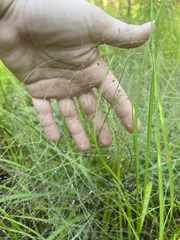 Eragrostis spectabilis