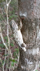 Sceloporus lundelli