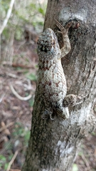 Sceloporus lundelli