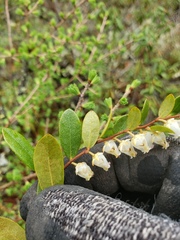 Chamaedaphne calyculata