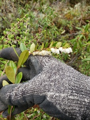 Chamaedaphne calyculata