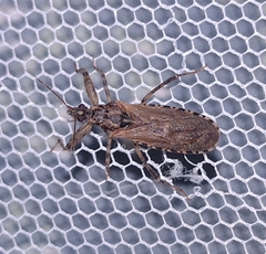 Oncocephalus squalidus